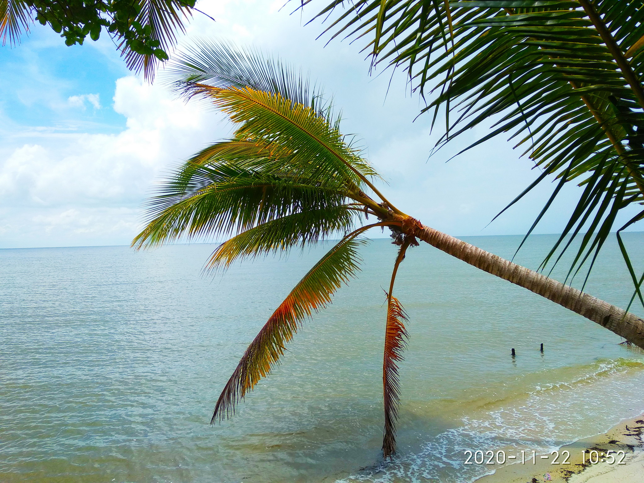 Pohon Kelapa Dipingir Pantai